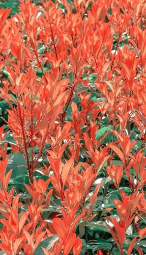 Pianta da Esterno Photinia Fraseri Red Robin Nana Vaso 19cm