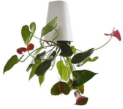 Sky Planter Recycled Medium Upside Down Sky Pflanztopf Keramik Wand Pflanzgefäße Dekorative Pflanzentöpfe Vase für den Innen- und Außenbereich für Balkon Garten Wohnkultur (Weiß)