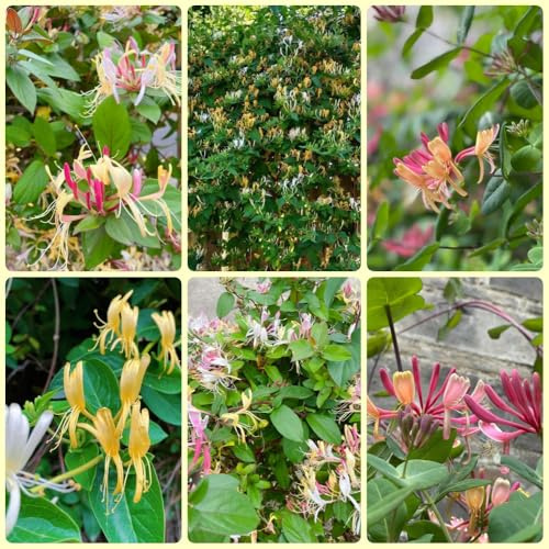 GeißblattSamen - nachhaltige geschenke pflanzensamen Lonicera japonica - exotische steingartenpflanzen winterhart gartendeko für draußen balkonpflanzen 350pcs
