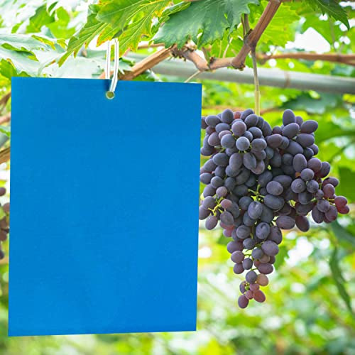 Panngu 20 Pièces Bleues Mouche piège Double Face, Sticky pièges de Colle Double Face pour Insectes Volants - Serre Et Dehors, Thrips, des Mites de thé, Mouches, Cicadelle de Riz, Ver de Coton.