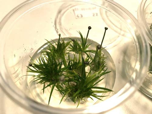 Aquarium Fan Eriocaulon cinereum - in-vitro