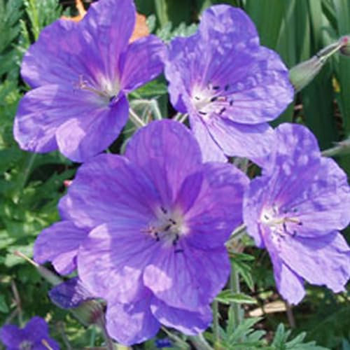 6 x Geranium Clarkei 'Kashmir Purple' - Vivaces Contenedor Pequeño 9cm x 9cm