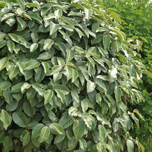 YouGarden Oleaster Hedge, Established Plant in 9cm Pot, Ready to Plant, Evergreen Hedging with Fragrant Autumn Flowers