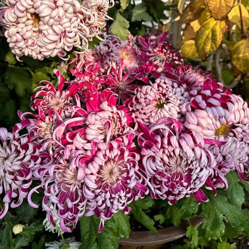 semi di crisantemo semi di resistenti per giardini rocciosi raro decorazione floreale selvatici per gli amanti del giardino vecchie varietà 800pcs