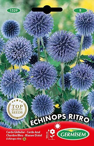 Germisem Kugeldistel EC1529 mehrfarbig