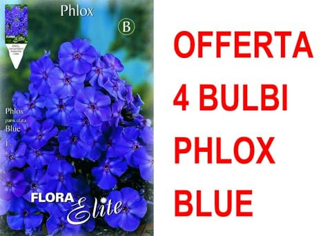 OFFERTA 4 BULBI PHLOX BLUE BULBS BULBES