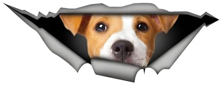 Autoaufkleber Jack Russell Terrier Aufkleber 15cm(5.9 Inch) Jack Russell Terrier Reflektierende Aufkleber 3D Zerrissen Aufkleber Haustier Hund Lustig Aufkleber Personalisiert Car Sticker Lustig Dekor