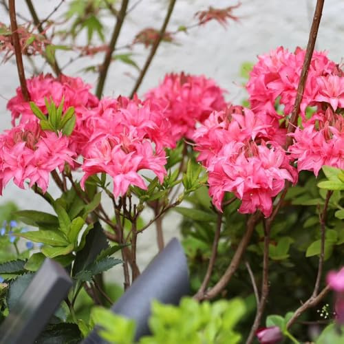 semillas de rododendro trepadoras resistentes, orgánicas, para balcón, azalea silvestres de balcón, 150pcs