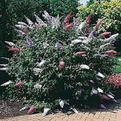 Arbusto Farfalla (Buddleia Davidii) - Misti colori-50 Semi