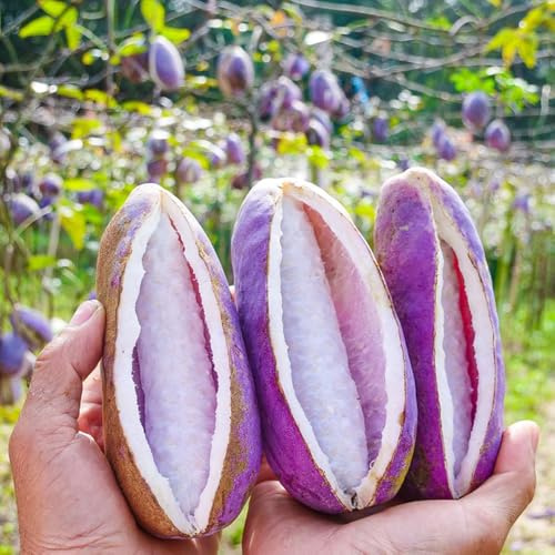Semillas de Holboellia latifolia, enanos resistentes exóticas resistentes de exterior para lugares soleados regalos para los amantes de la 80pcs
