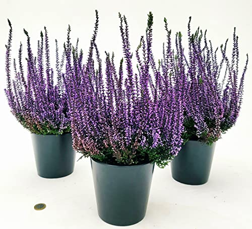 POWERS TO FLOWERS - ERICA CALLUNA COLOR LIFE VIOLA, 3 PIANTE, piante vere