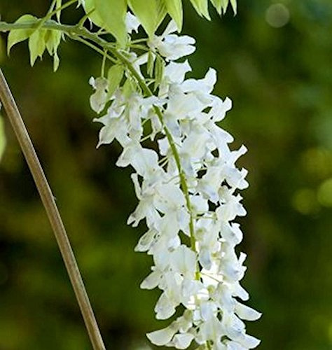 Wisteria sinensis 'Alba' 60-80 cm – Winterhart, Mehrjährig, Pflegeleicht – Weißer Chinesischer Blauregen – Kletterpflanze für Pergola & Rankhilfe