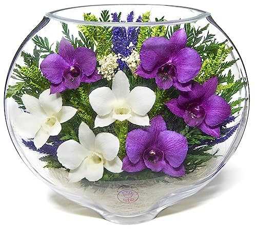 In Flores Veritas | Orquídeas frescas cortadas en un jarrón de vidrio sellado | Ramo preservado de larga duración se mantiene fresco durante más de 5 años | No necesita agua | Sin alergias | Regalo