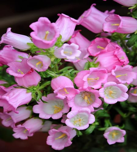 100 graines de fleurs de campanule