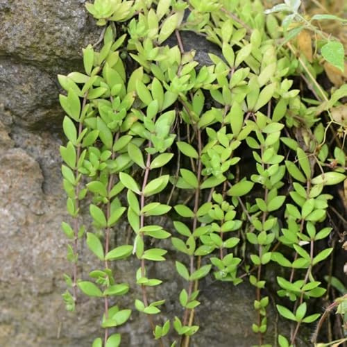 semillas de sedum - interior balcón invernadero exóticas perennes resistentes variedades antiguas 10pcs