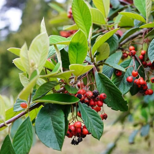 Semi di cotoneaster tappezzanti, per luoghi soleggiati Cotoneaster dammeri, vecchie varietà arbusti a crescita rapida baumsamen semi di autunnali resistenti 150pcs