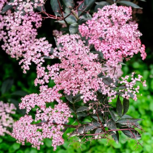 75samen holunder obstbaum winterharte kübelpflanzen, exotische winterharte stauden mehrjährig, baumsamen exotische winterhart, garten