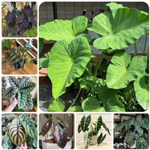 alocasiasamen - küche deko, balkon stauden exotische, steingarten winterharte mehrjährig 300pcs
