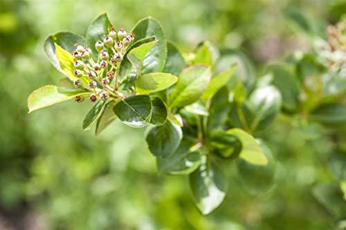 Apfelbeere Aronia melanocarpa Viking 100-125 cm winterhart | Vitaminreiche Beeren, sonniger bis halbschattiger Standort, schnittvertraeglich, ideal fuer Hecke, Garten und Naturgarten
