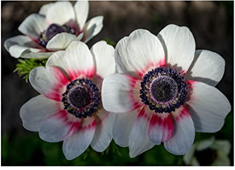 10 x Anemone De Caen Bicolor Bulbs Beautiful White Red Poppy Like Flowers Garden Perennial Plant Corms
