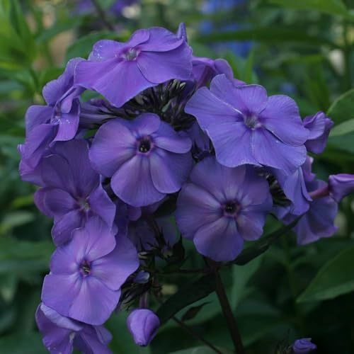 Vivai le Georgiche - Pianta vera di Phlox paniculata Blue - Bulbo