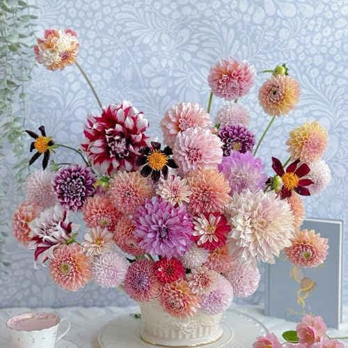 2zwiebeln dahlien, blumenzwiebel frühlingsblumen dahlienknollen winterlinge balkon winterharte kübelpflanzen