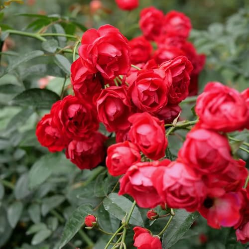 semillas de rosal - regalos inusuales, cobertura del suelo, perenne resistente de rosal, jardín, sombra 200pcs