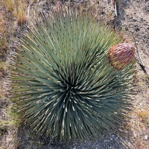 Semi di Yucca Filamentosa, esotiche semi di vecchie varietà da esterno resistenti da balcone per giardino di rare 55pcs