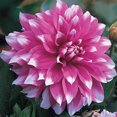 schone 1 x Dahlia Decorative - Adds Colour to Your Landscape – Summer Flowering Bulb – Perennials – for Your Beautiful Garden (1 x Dahlia Decorative Jean Marie), Purple,White