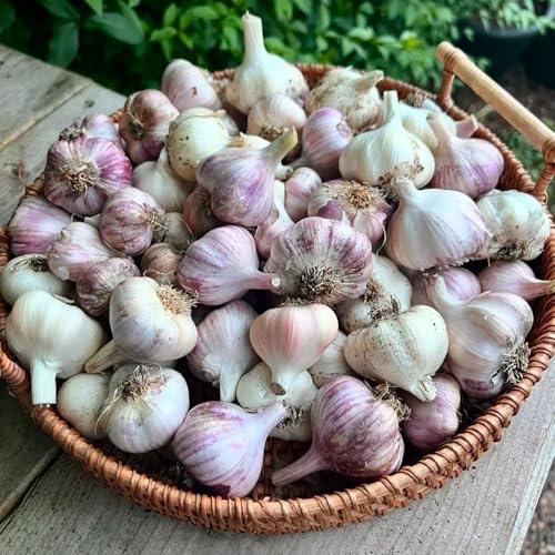 semillas de ajo, balcón, interior ajo de invierno cobertura del suelo de jardín de silvestres, 50pcs
