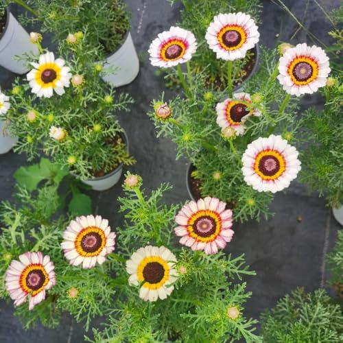 Semi di Crisantemo carinatum - Decorazione del balcone semi di Le perenni sono 300pcs
