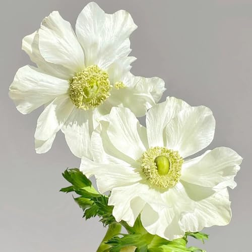 semi di anemone, d'appartamento, campo da balcone, recisi resistenti all'esterno, primaverili 45pcs
