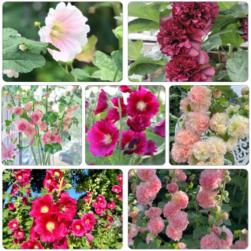 malvarrosa balcón parterre de semillas orgánicas invernaderos de balcón primavera interior exóticas malva loca semillas prados silvestres jardín 300pcs