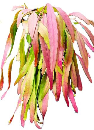 Kimnachia Mistletoe Cactus – Rhipsalis Kimnachii – 5 Rooted Leaf Stem Starter Plant Cascading Plant.