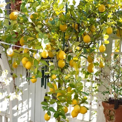 semillas de limonero - Decoración jardín exteriores exóticas resistentes decorativas balcón 420pcs