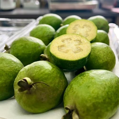 Semillas de feijoa - semillas de para jardín Acca sellowiana - columnares para el jardín enanos resistentes huerta 70pcs