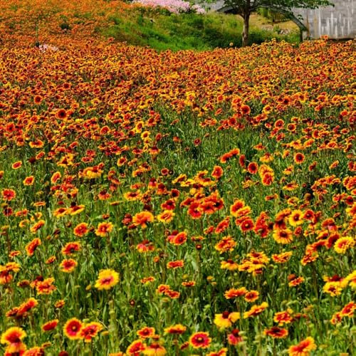 kokardenblume - outdoor rankpflanzen indoor alte sorten bodendecker stauden balkongarten winterharte kübelpflanzen gartenblumen balkonblumen gartendeko für draußen exotische 420samen