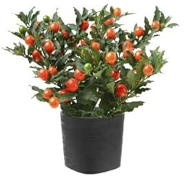 Solanum Pseudocapsicum Natural Planta Arbustiva Resistente de Exterior