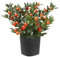 Solanum Pseudocapsicum Natural Planta Arbustiva Resistente de Exterior