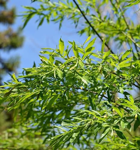 Hochstamm Japanische Drachenweide Golden Sunshine 80-100cm - Salix udensis - lebende Gartenpflanze aus den Baumschulen