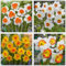 Bulbos de Narciso Resistentes: Plantas Perennes con Flores Deliciosamente Fragantes, Ideal para Cultivar en Macetas-10bulbos-u