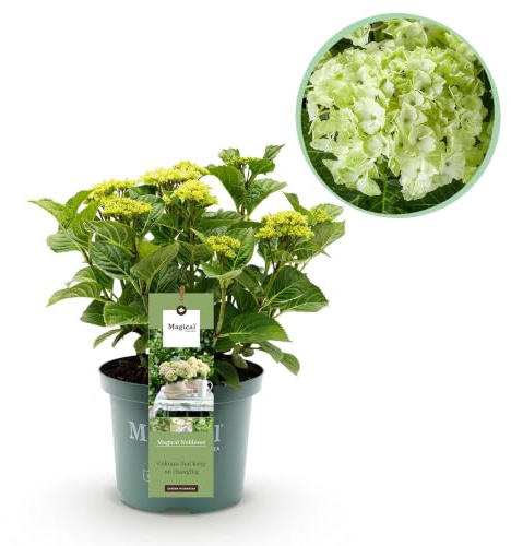 GreenboutiQ - Plante de terrasse - Hortensia - Hydrangea Magical Nobless - Blanc - 6-10 Fleurs - Pot 23cm Hauteur 55cm
