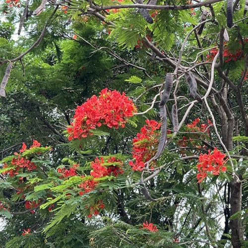 semillas de árbol-llama, semillas exóticas orgánicas Delonix regia - regalos sostenibles Las de jardín de rocas son resistentes 50pcs