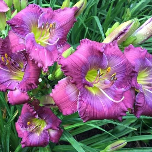 TaglilienSamen, Hemerocallis fulva, exotische blumenwiese für sonnige plätze wildblumensamen blumensamen alte sorten gartenpflanzen winterhart 2000pcs