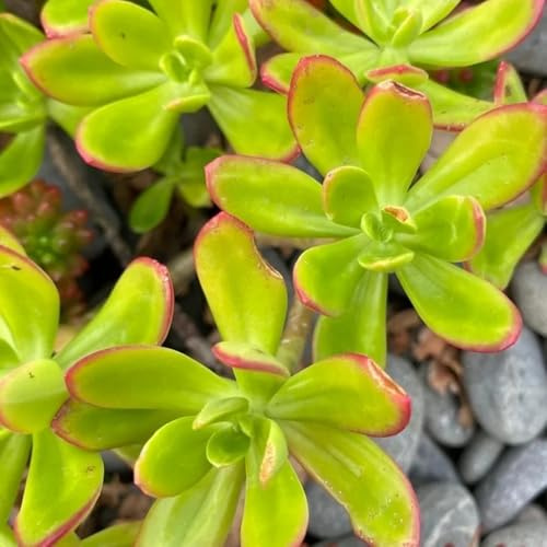semillas de sedum - orgánicas balcón, raras jardín interior 220pcs