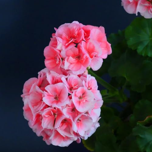 geranien, indoor alte sorten winterharte kübelpflanzen bodendecker stauden seltene steingarten zimmerbonsai gartenpflanzen gartendeko für draußen outdoor rankpflanzen balkongarten 200samen