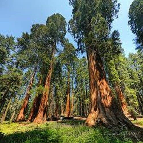 200 Seeds of Sequoiadendron Giganteum Giant Sequoia Redwood Tree