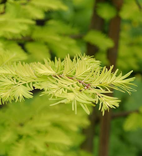 Urweltmammutbaum Chinesisches Rotholz Gold Rush 40-60cm - Sequoiadendron giganteum - lebende Gartenpflanze aus den Baumschulen