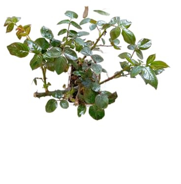 Rosal Arbustivo Rosa en Maceta – Flor Viva Ideal para Decorar la Terraza o el Jardín