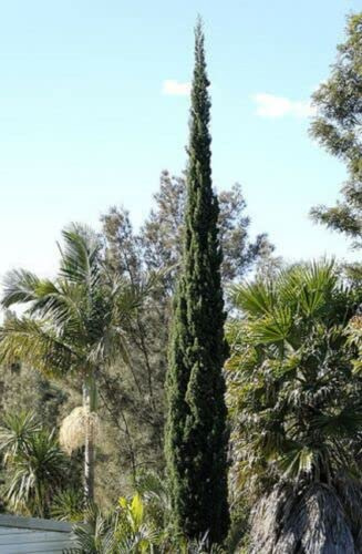 12 Semillas De Ciprés De'Italia (Cupressus Sempervirens) G675 Italienische Zypresse